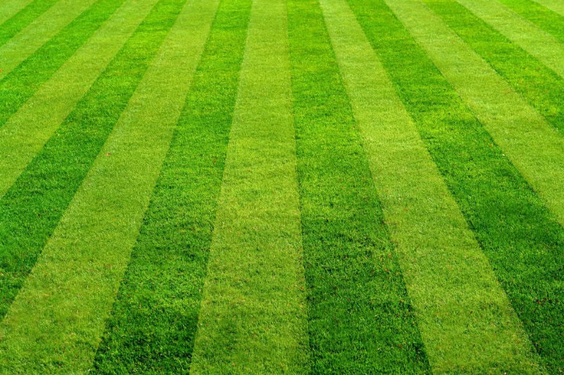 grass